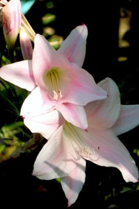 Pink lily